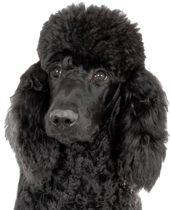 A beautiful black poodle after a dog grooming session