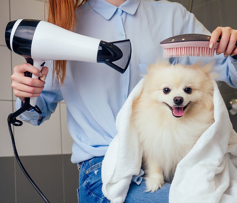 Spitz getting a bath and blow dry at Yappy Bubbles, your friendly dog spa in Marginiup!