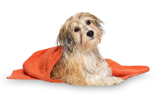 Dog Grooming FAQs - newly bathed dog under an orange towel