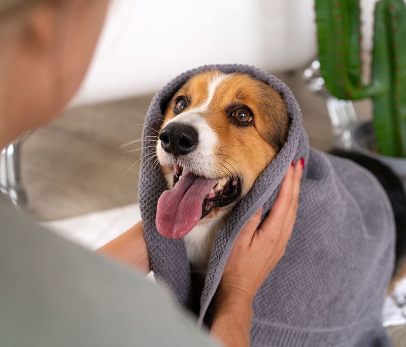 Dog being groomed at a premiere dog spa in Marginiup
