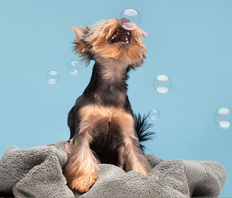 Yappy Bubbles, your dog spa in Marginiup! A happy terrier popping bubbles