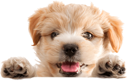 A happy yappy puppy ready for dog grooming