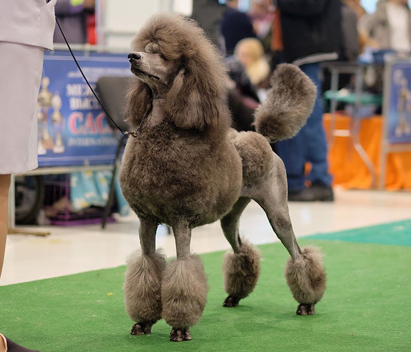 Yappy Bubbles, your friendly dog spa in Marginiup - Standard poodle in a dog show