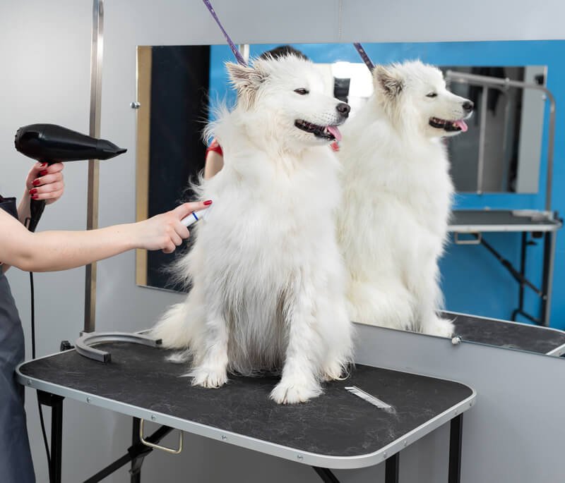 Yappy Bubbles blow dry services