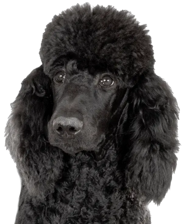 A beautiful black poodle after a dog grooming session