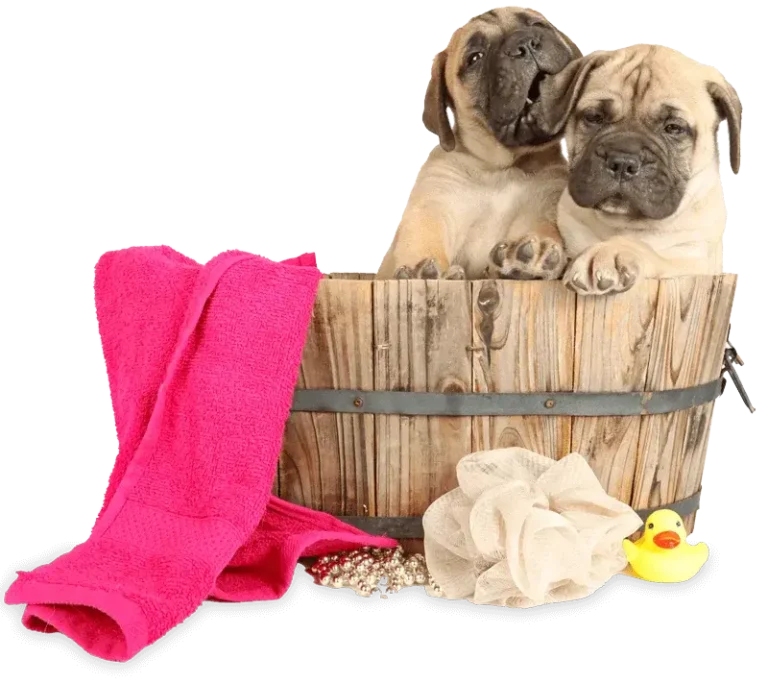 Puppies in a bucket ready for their dog grooming ala Yappy Bubbles!